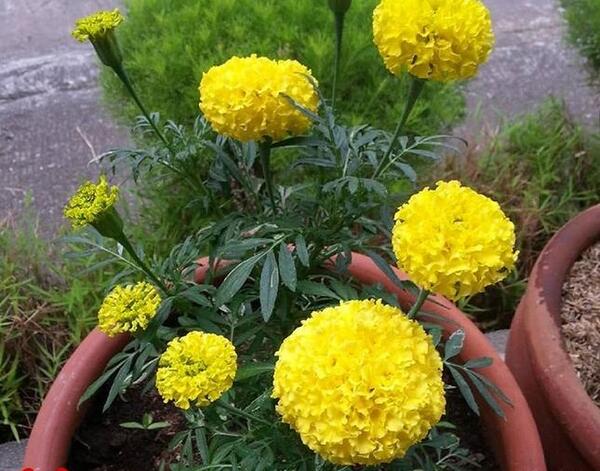 عکس گل های زیبا در باغچه
