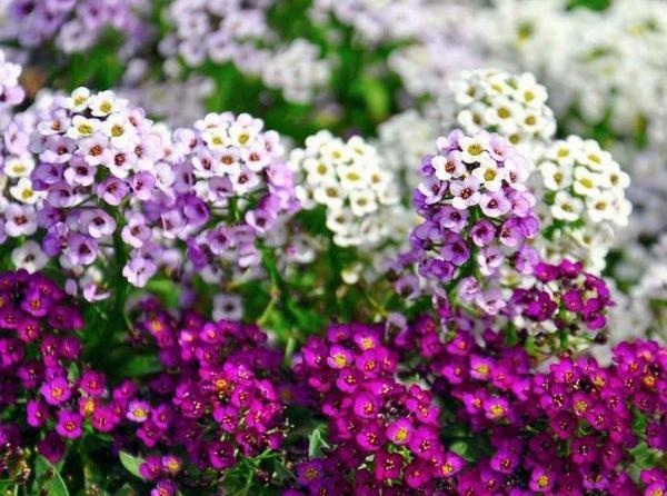 عکس گل های زیبا در باغچه