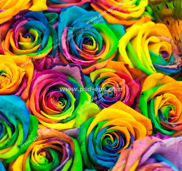 عکس گلهای رنگارنگ زیبا