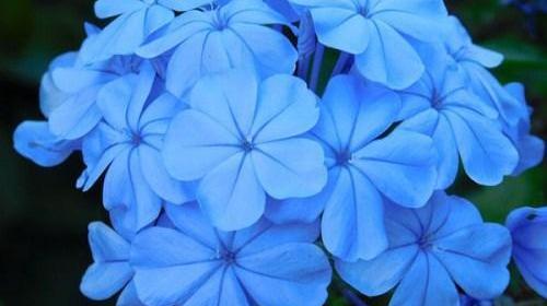 عکس گلهای رنگارنگ زیبا