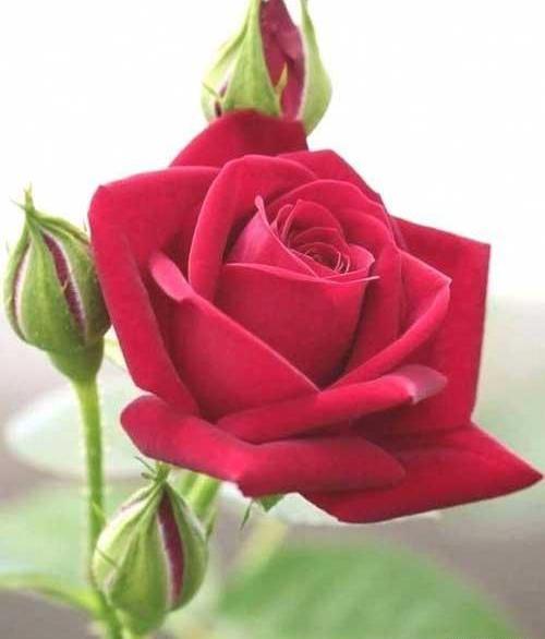 عکس گلهای زیبا و شاد
