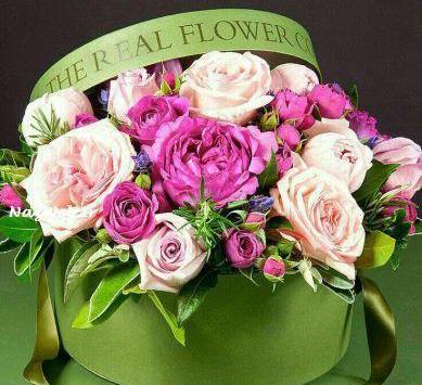 عکس گل های زیبا برای صبح بخیر