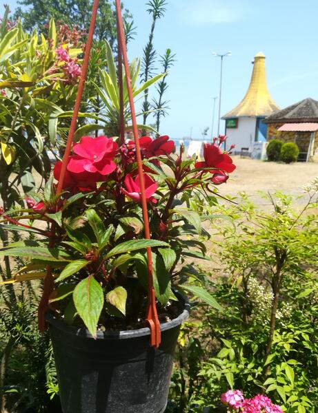 عکس گل های زیبا برای صبح بخیر