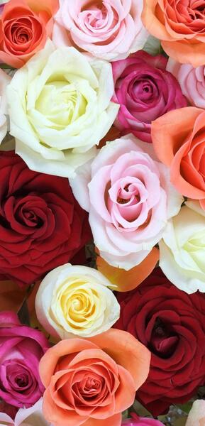 عکس گلهای زیبا برای صفحه موبایل