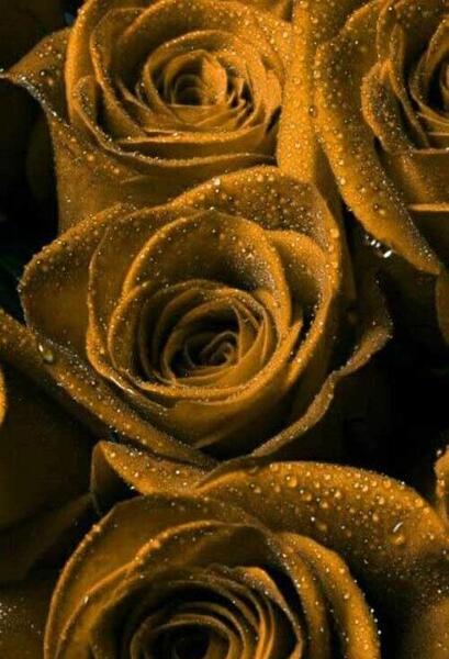 عکس گلهای زیبا برای صفحه موبایل