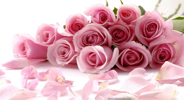 عکس از گلهای صورتی زیبا