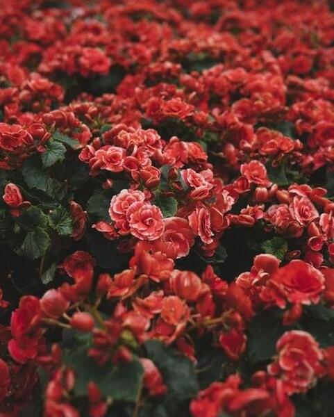 عکس گل های زیبای قرمز