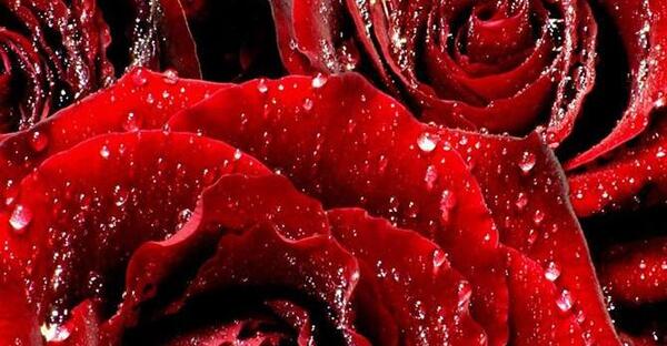 عکس گل های زیبای قرمز