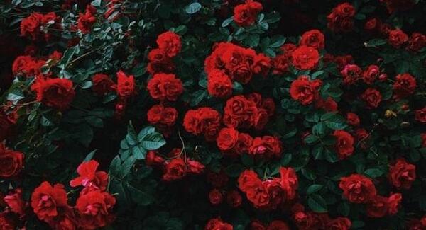 عکس گل های زیبای قرمز