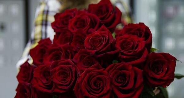 عکس گلهای رز قرمز زیبا