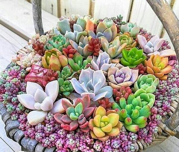 عکس گل های کاکتوس زیبا