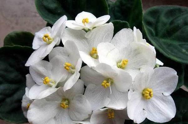 نام و عکس گلهای زیبا