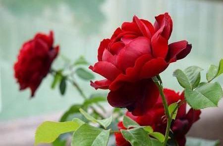 عکس هایی از گل های زیبا