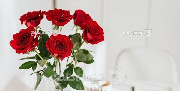 عکس گلهای زیبای رز