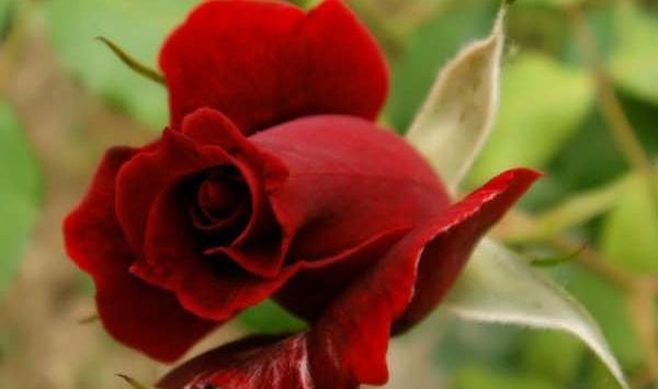 عکس های از گلهای زیبای جهان