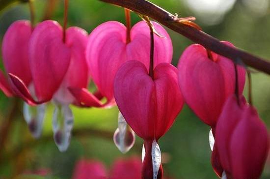 عکس های از گلهای زیبای جهان