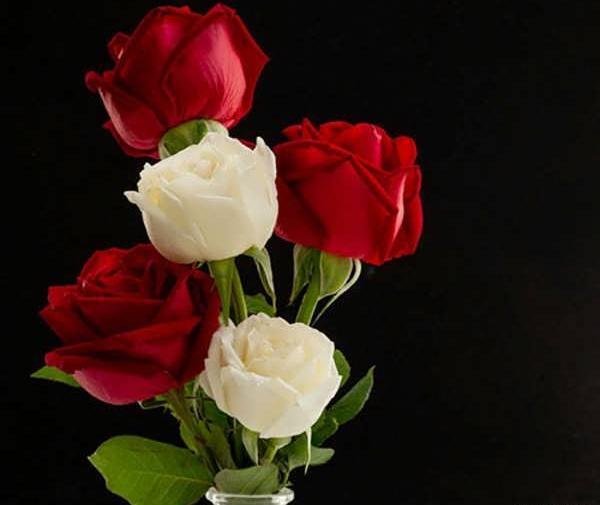 عکس گل های رز زیبای جهان