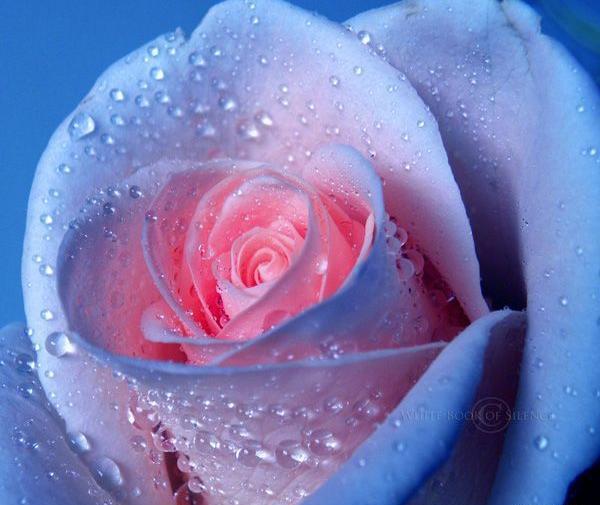زیباترین گل عکس گل های زیبای جهان