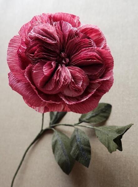 زیباترین گل عکس گل های زیبای جهان