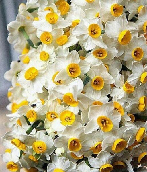 عکس گل نرگس برای نوشتن متن