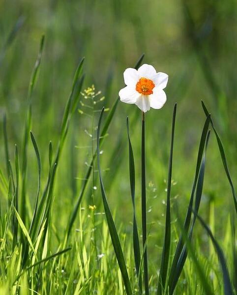 عکس گل نرگس برای نوشتن متن
