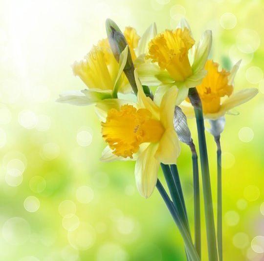 عکس گل نرگس برای نوشتن متن