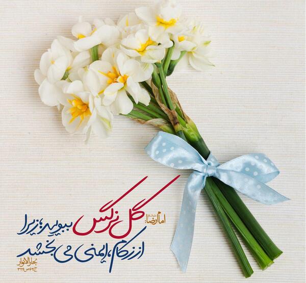 عکس گل نرگس برای نوشتن متن
