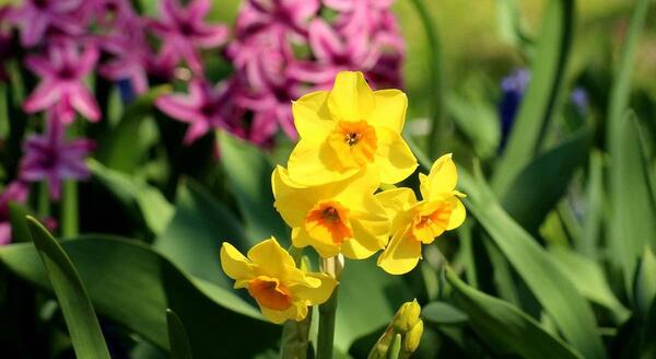 عکس گل نرگس برای نوشتن متن