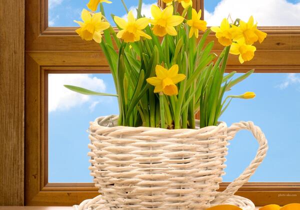 عکس گل نرگس پشت شیشه ماشین