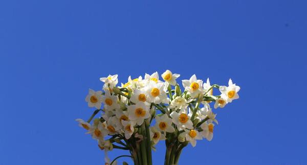عکس گل نرگس پشت شیشه ماشین