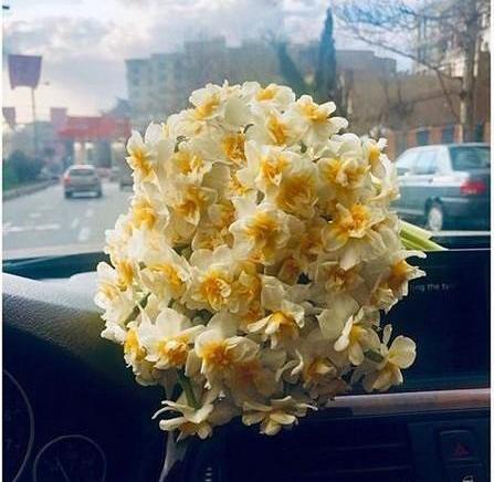 عکس گل نرگس جلوی ماشین