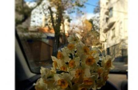 عکس گل نرگس جلوی ماشین
