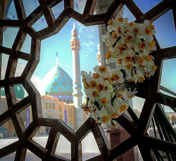 عکس گل نرگس جمکران