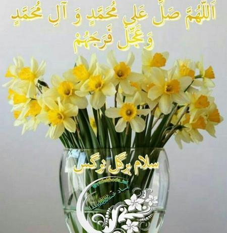 عکس گل نرگس جمکران
