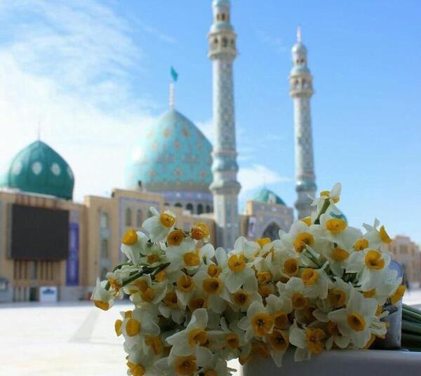 عکس گل نرگس جمکران