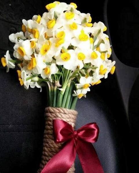 عکس گل نرگس در گلدان