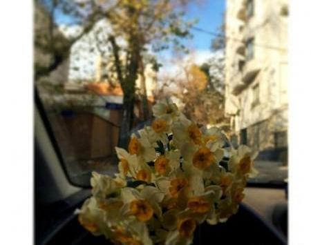 عکس گل نرگس روی داشبورد