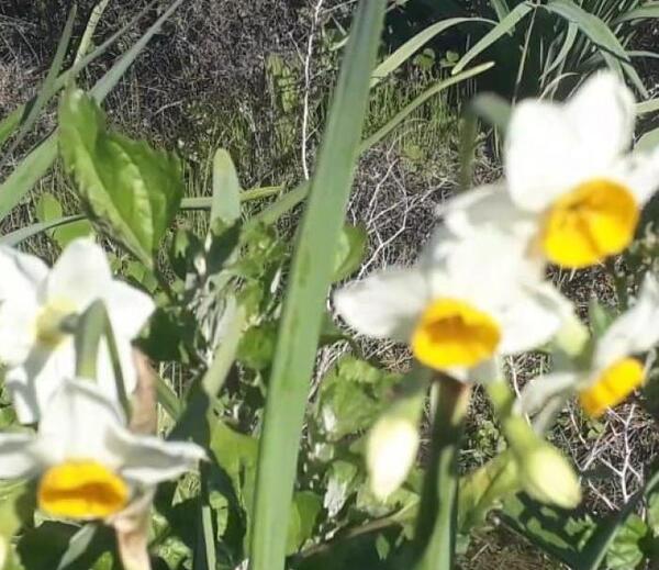 عکس پارک گل نرگس رباط کریم