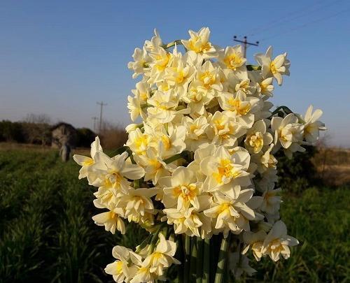 عکس گل نرگس شصت پر