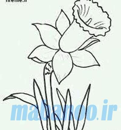 عکس طراحی گل نرگس