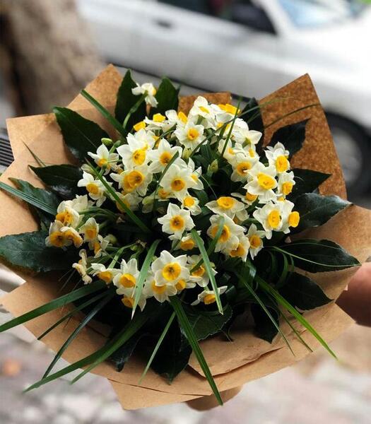 عکس طبیعت گل نرگس