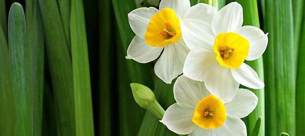 عکس گل نرگس برای عشقم