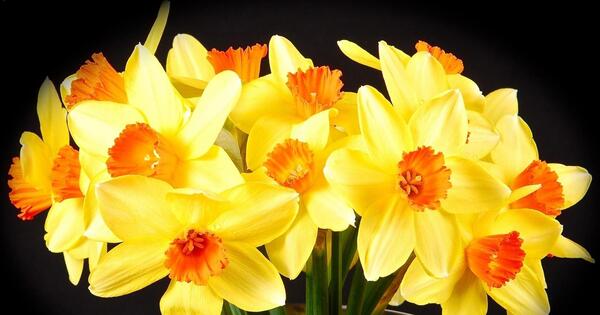 عکس گل نرگس برای عشقم
