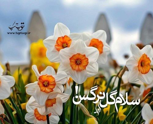 عکس گل نرگس برای عشقم