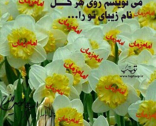 عکس گل نرگس برای عشقم