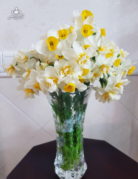 عکس گل نرگس قدیمی