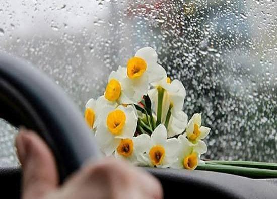 عکس گل نرگس قدیمی