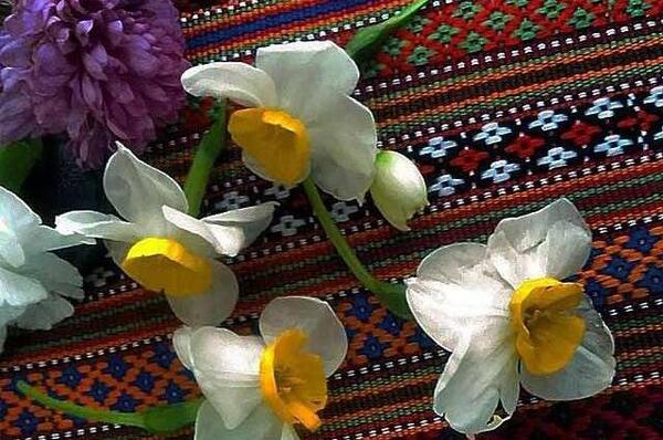 عکس پروفایل گل نرگس و قران