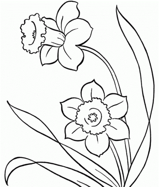 عکس گل نرگس کودکانه