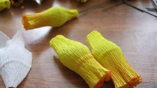 عکس گل نرگس کاغذی